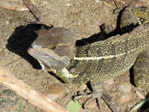 Image of Common Basilisk