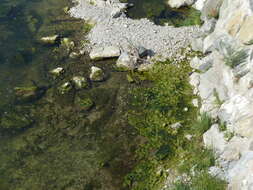Image of River Water-crowfoot