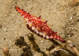 Image of Rosy Spindle Cowry