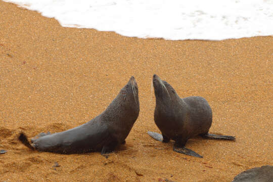 Image of Antipodean Fur Seal