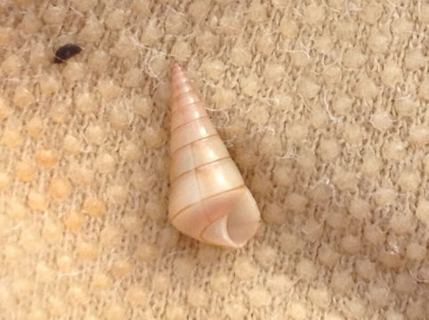 18.https www inaturalist org photos 5852872.580x360