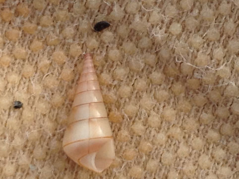 Image of brown-line niso