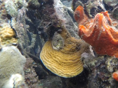 Image of Tube Coral