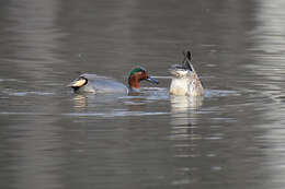 Image of Green-winged Teal