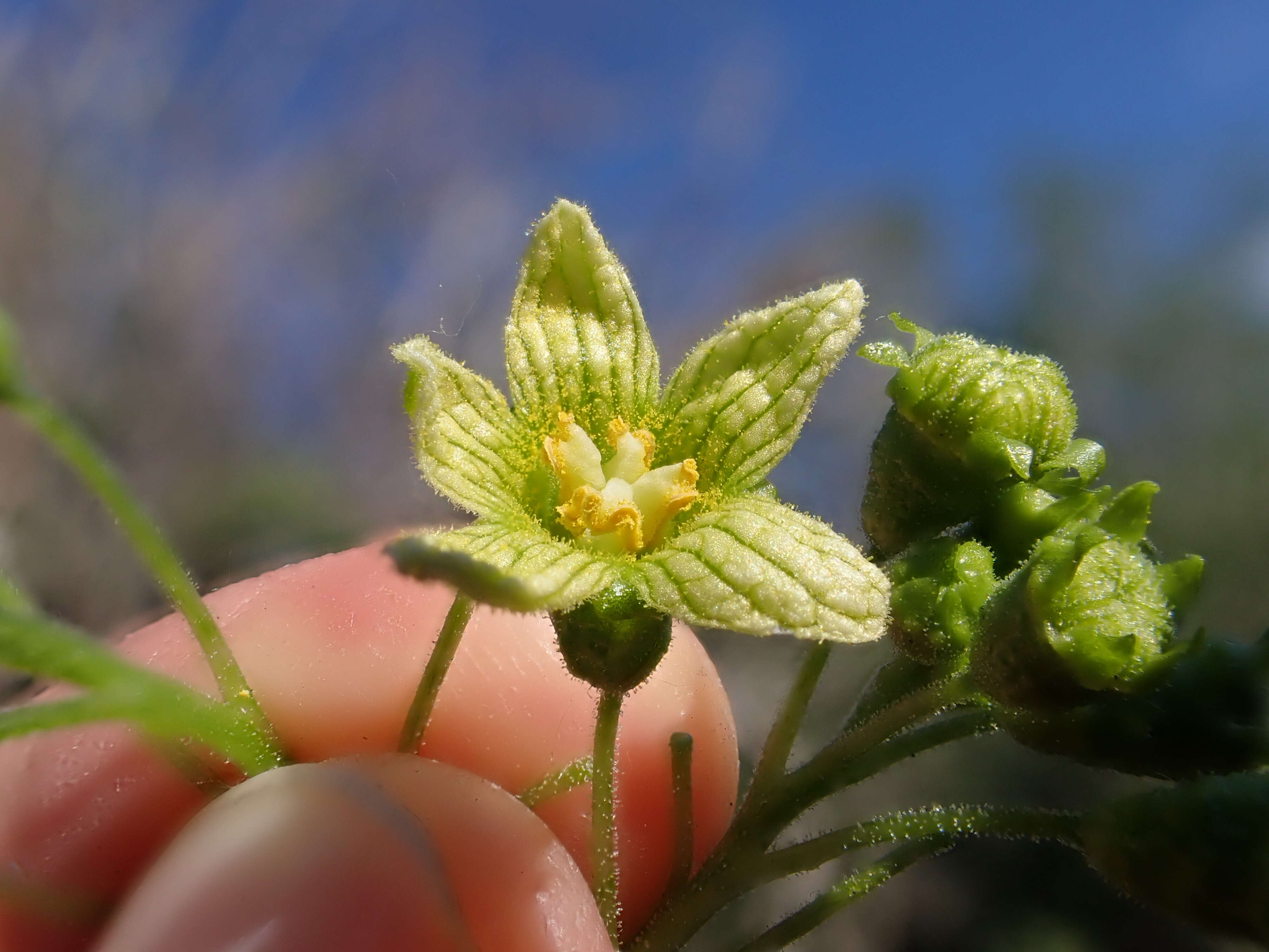 Image of white bryony