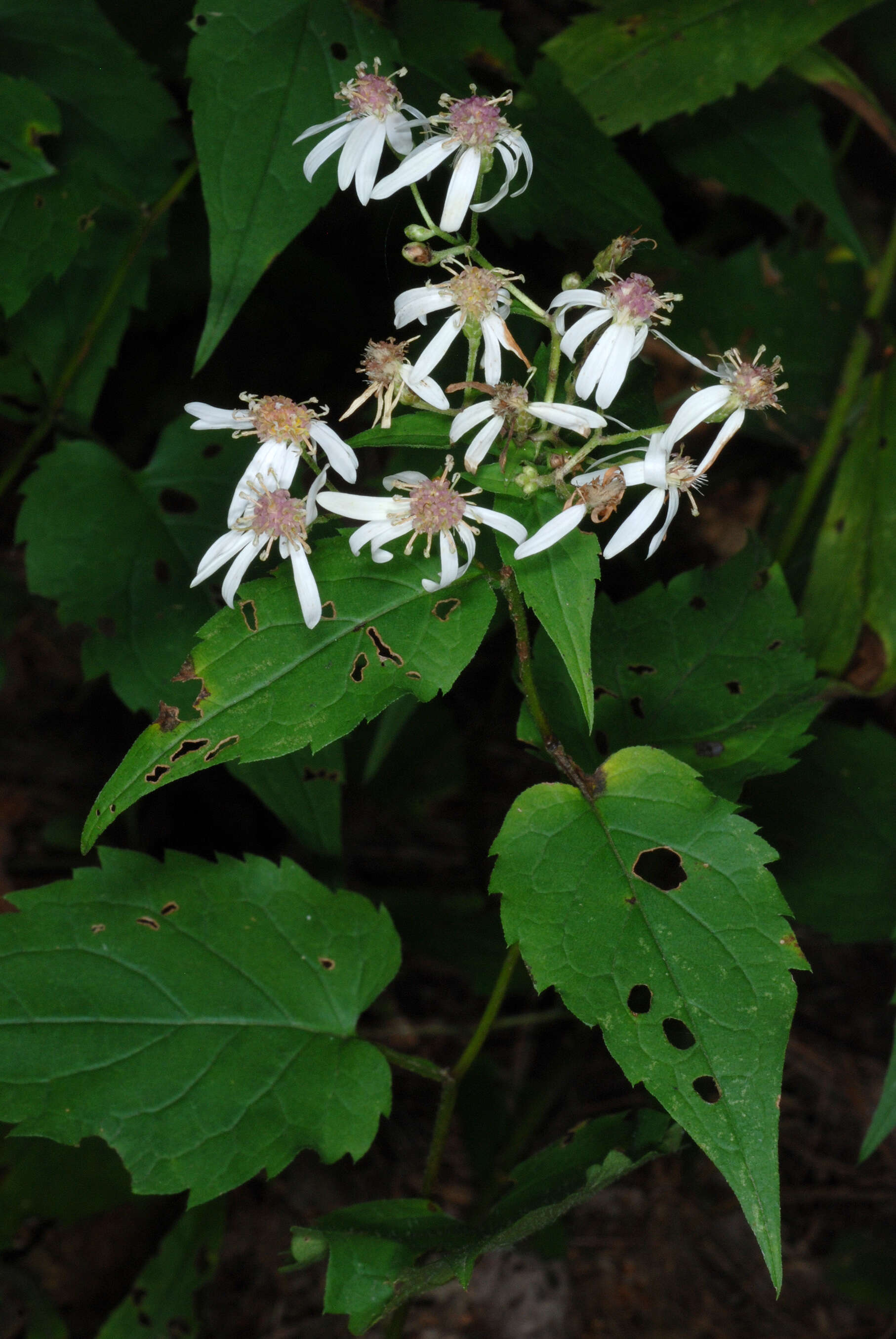 Image of white wood aster