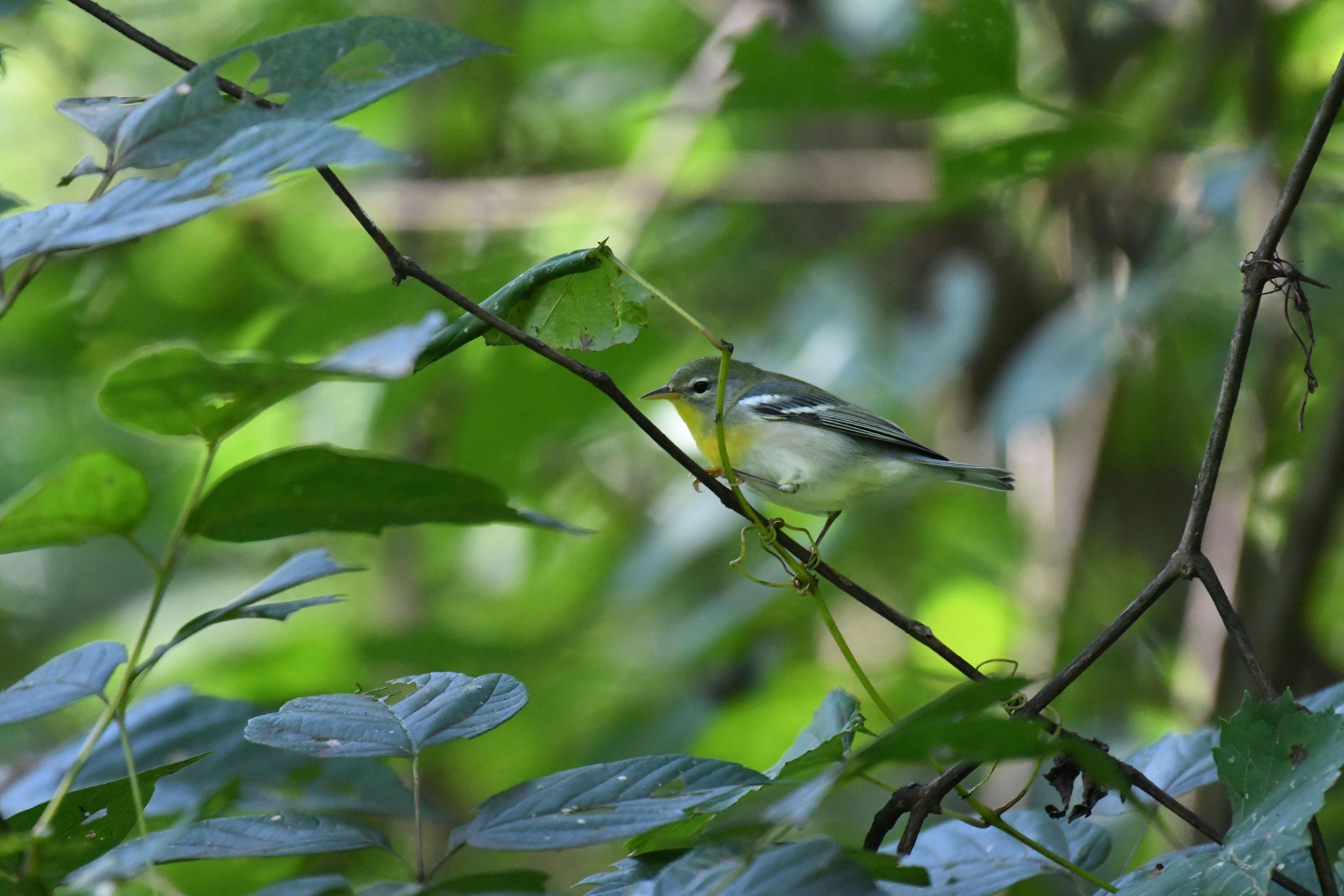 Image of Northern Parula