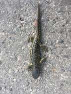 Image of Barred Tiger Salamander