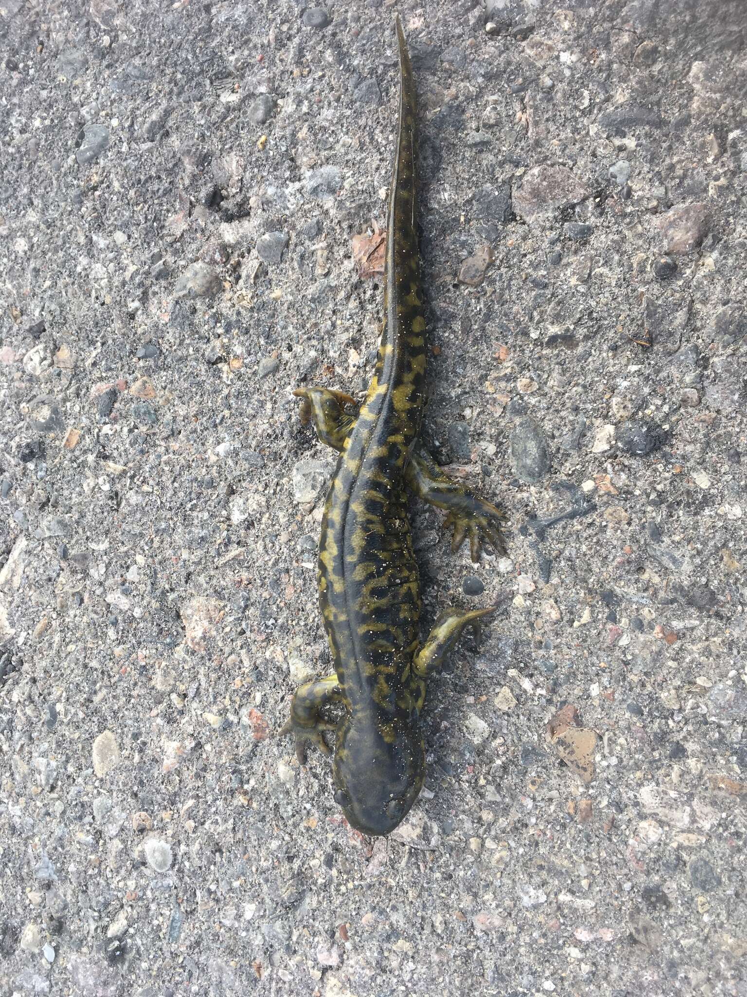 Image of Barred Tiger Salamander