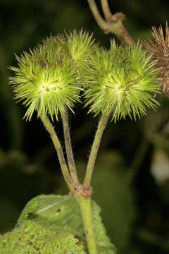 Image de Sparrmannia africana L. fil.