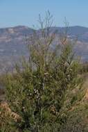 Cupressus guadalupensis var. forbesii (Jeps.) Little resmi