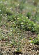 Image of Mouse-ear Cress