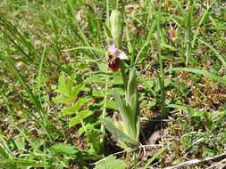 Image of Ophrys holosericea