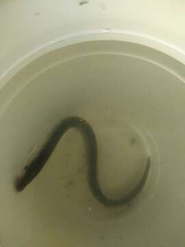 Image of Western Brook Lamprey