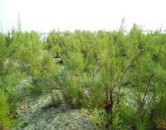 Image of tamarisk