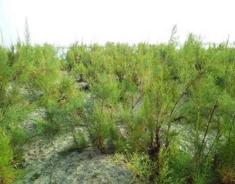 Image of tamarisk