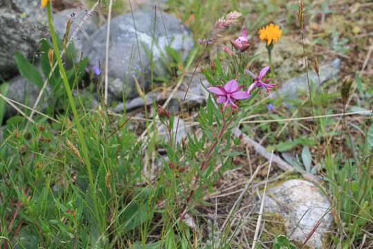 Image of Epilobium fleischeri Hochst.