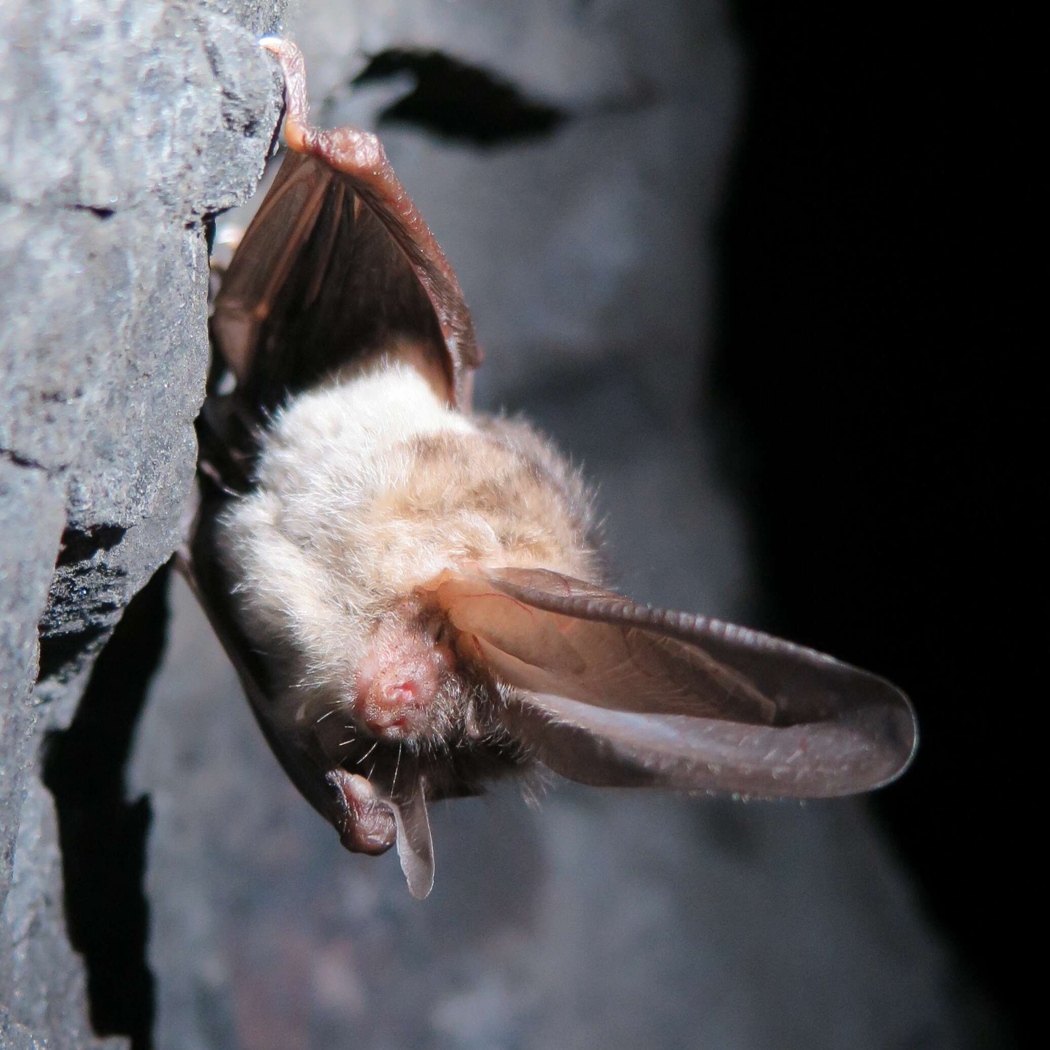 Image of Brown long-eared bat