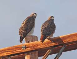 Image of Red-tailed Hawk