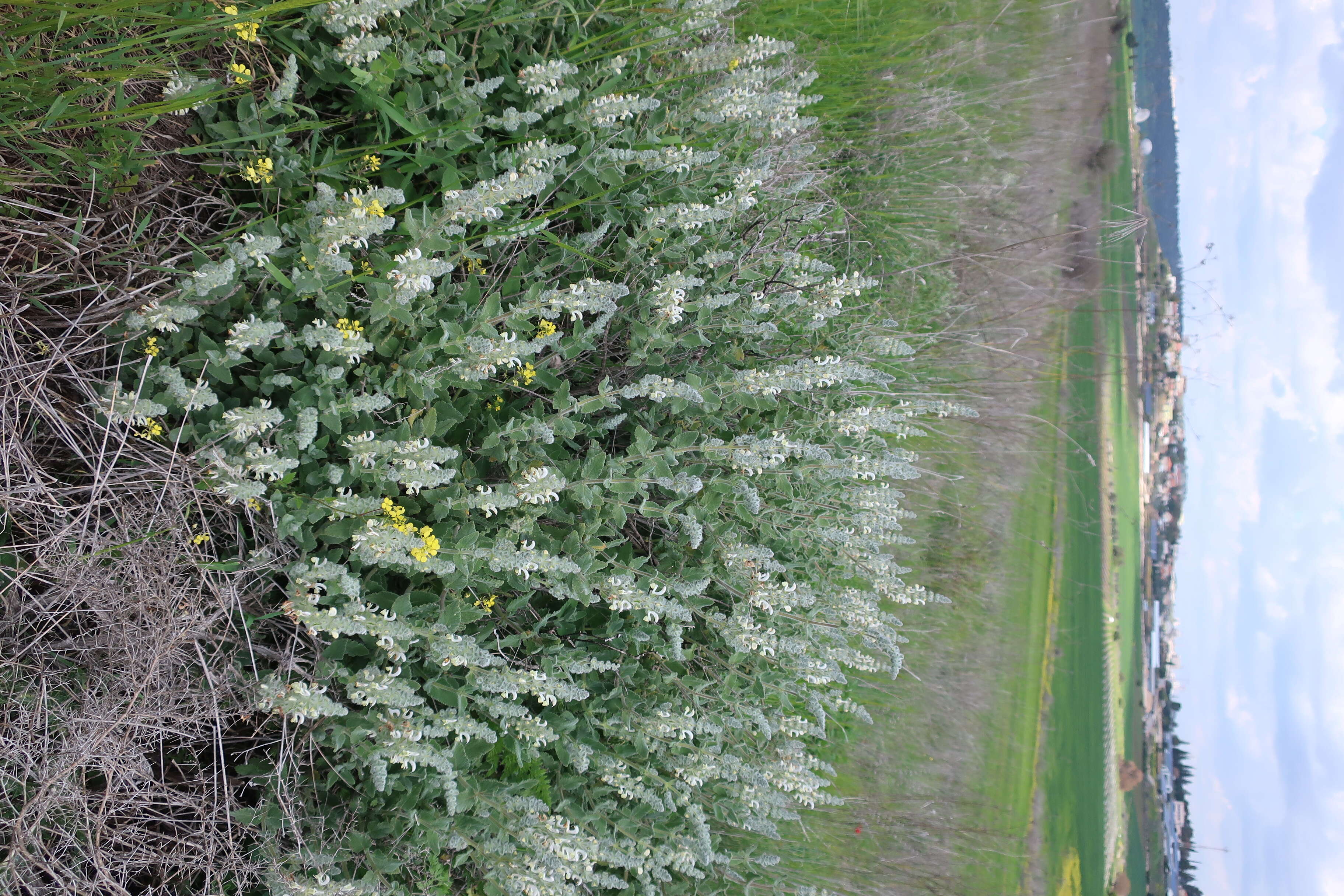 Sivun Salvia dominica L. kuva