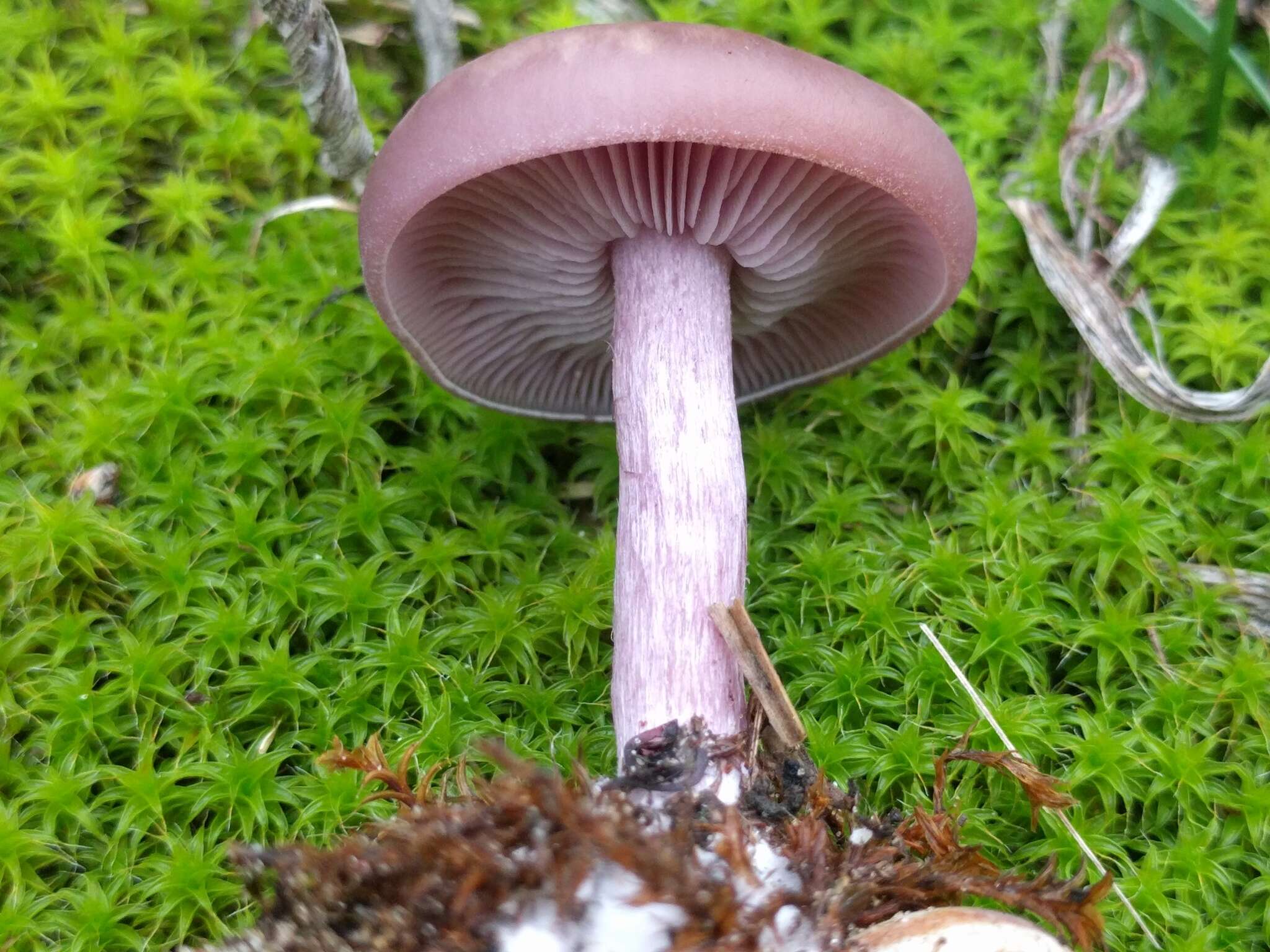 Image de Tricholome Pied bleu