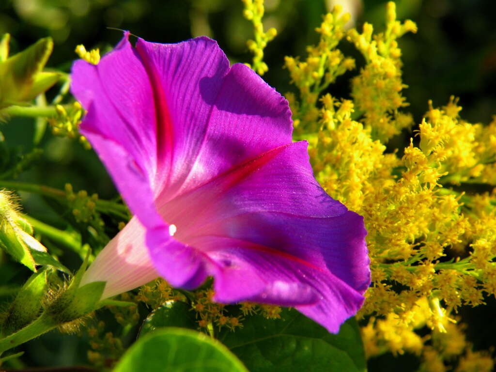 Image of tall morning-glory