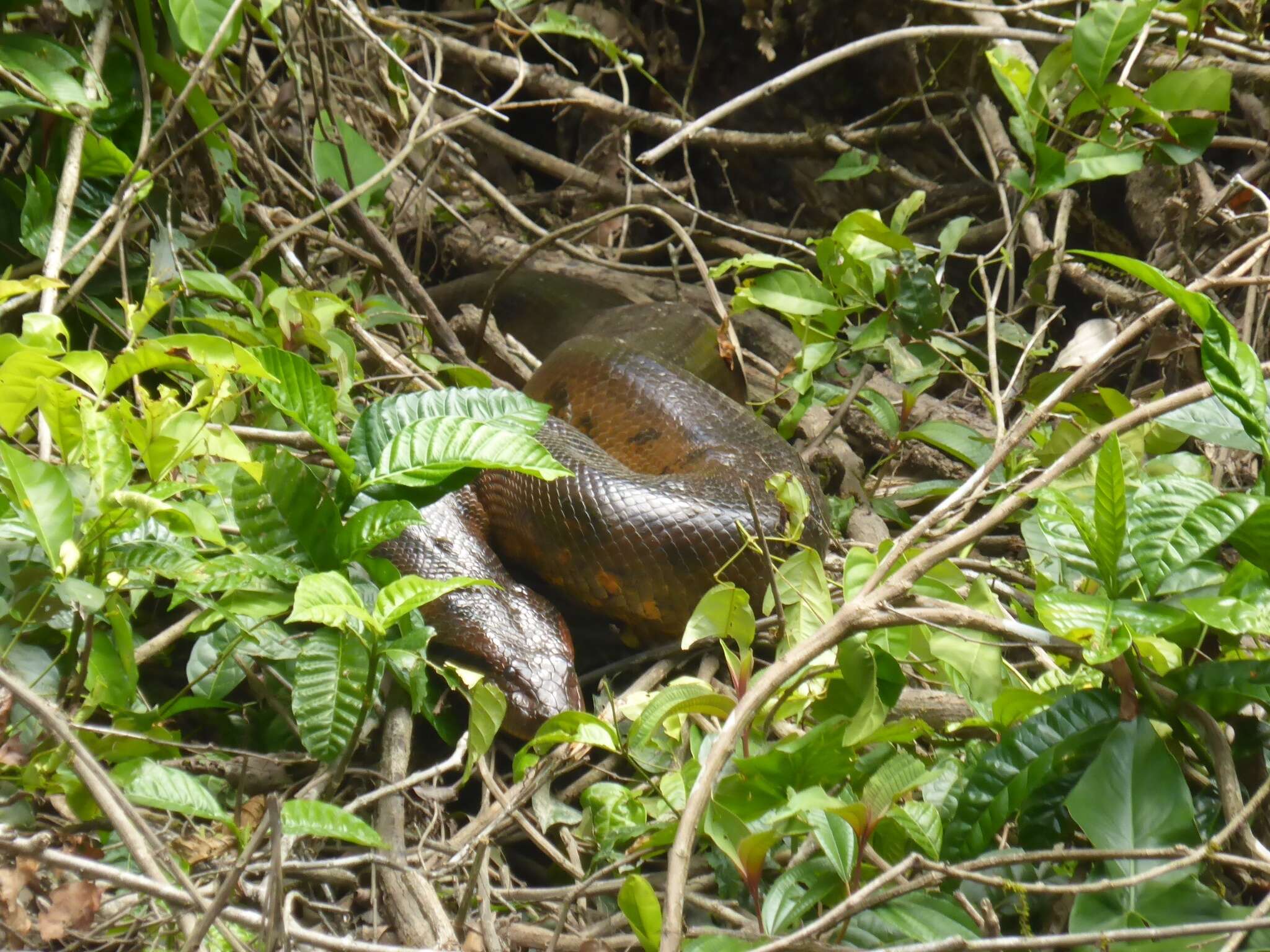 Plancia ëd Eunectes murinus (Linnaeus 1758)