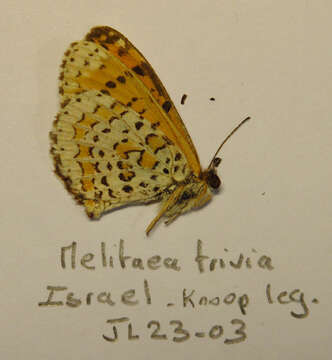 Image of Melitaea trivia