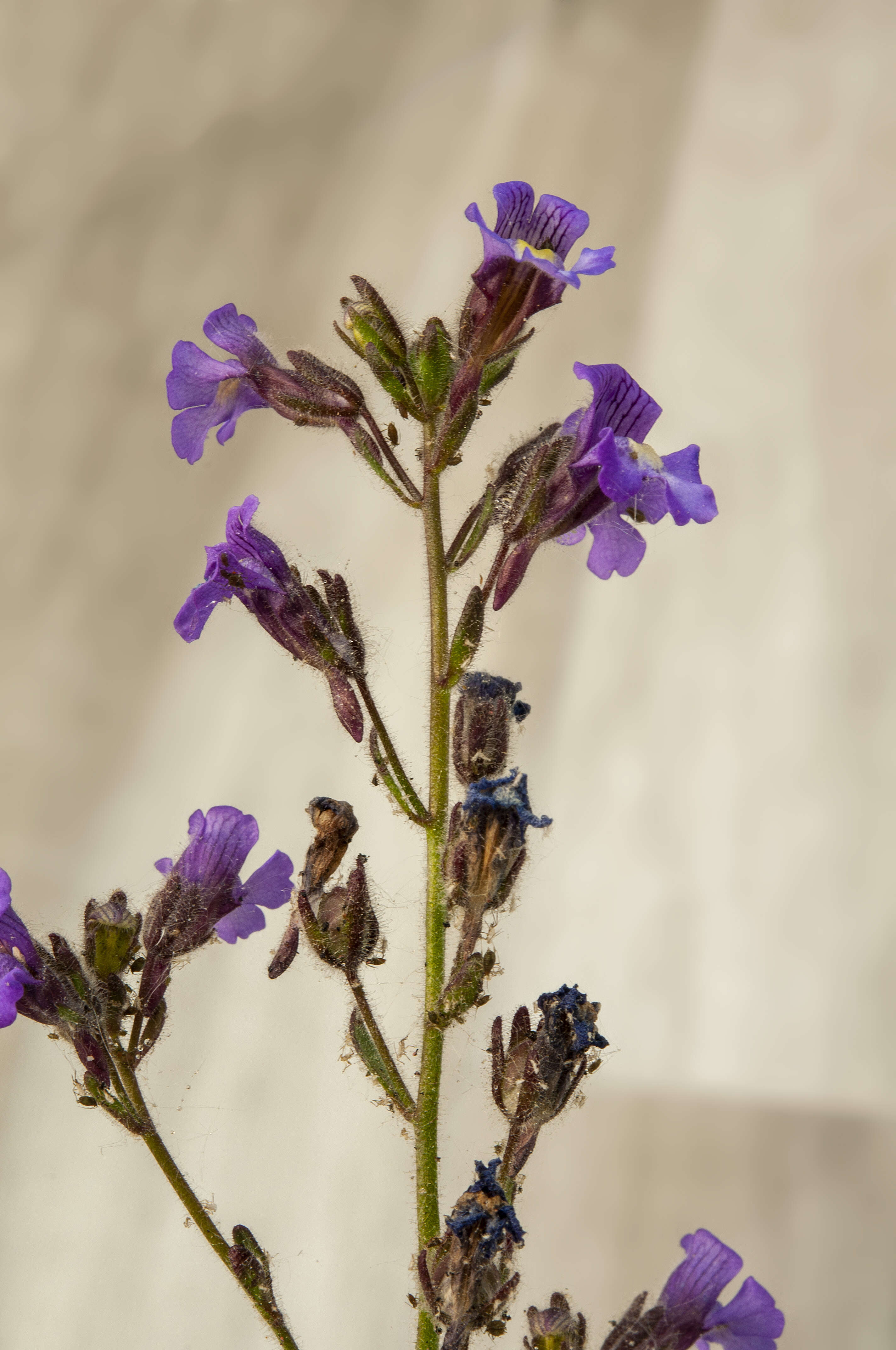 Image of Chaenorhinum origanifolium (L.) Fourr.