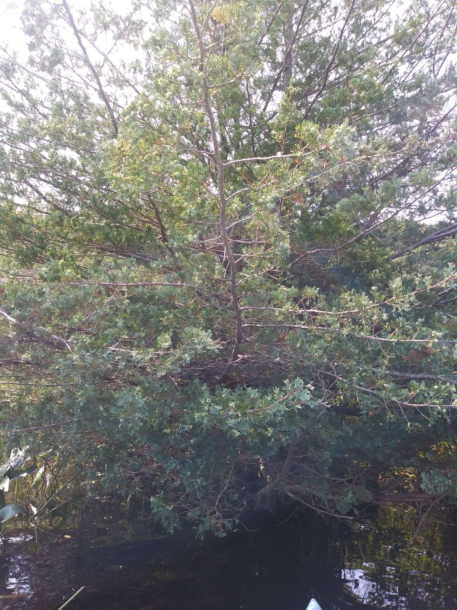 Image of Atlantic White Cedar