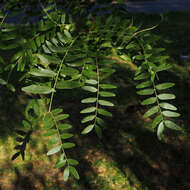 Plancia ëd Gleditsia triacanthos L.