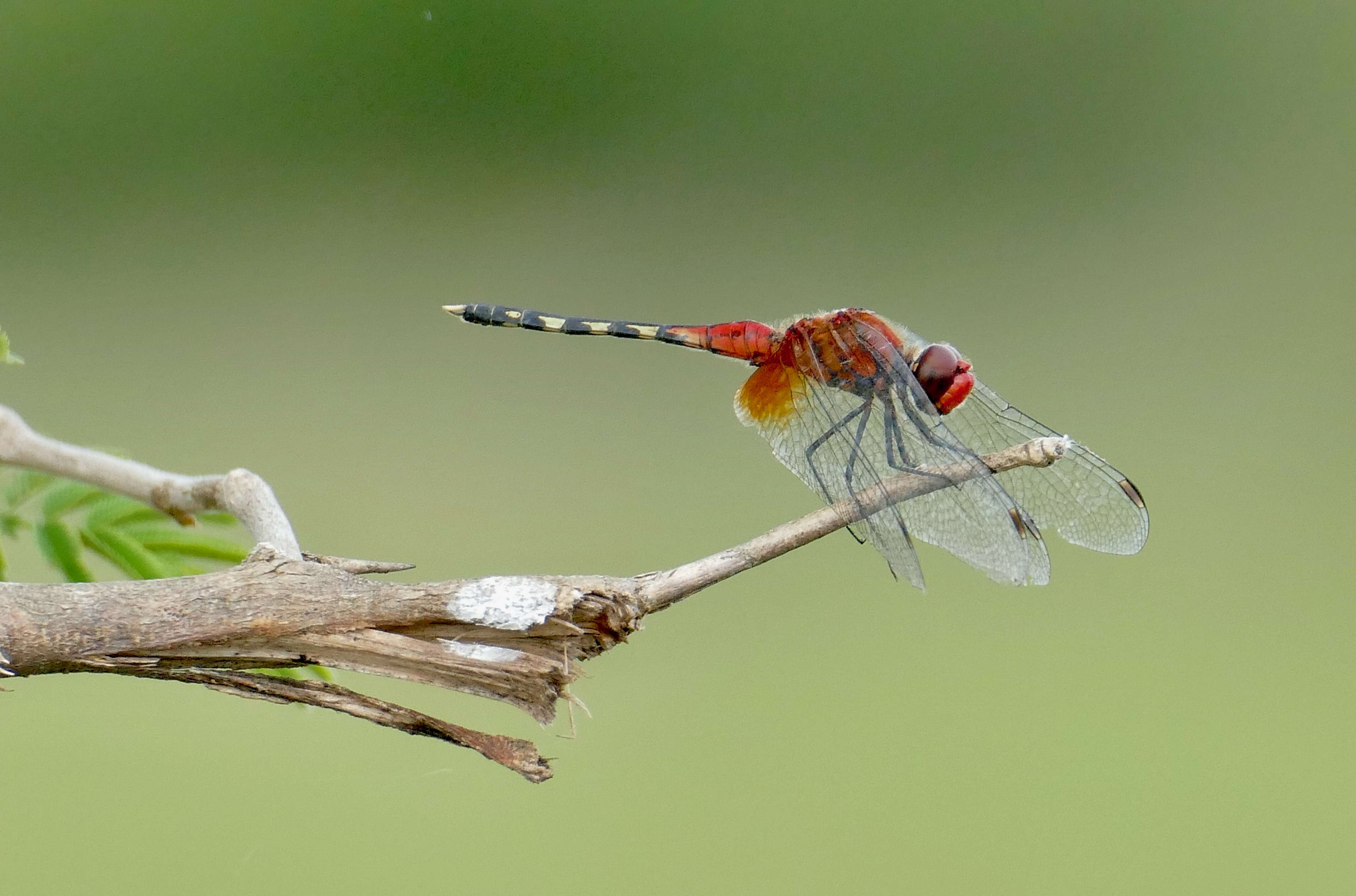 Image of Barbet Percher