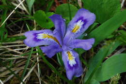 Image of dwarf lake iris