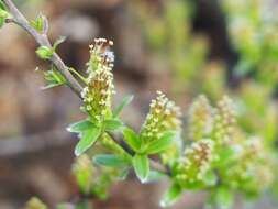 Image of Salix alpina Scop.