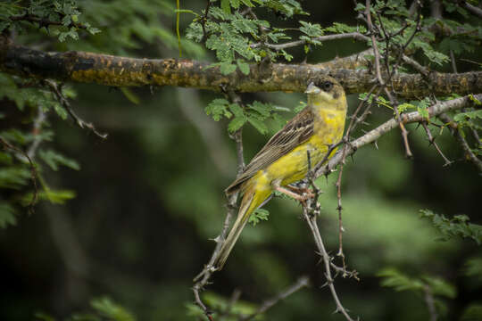 Image of Black-headed Bunting