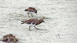 Image of Ruddy Turnstone