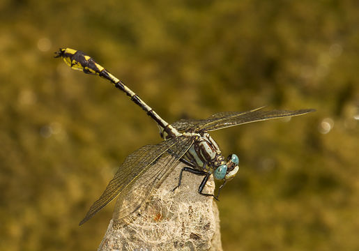 Image of Phanogomphus sandrius (Tennessen 1983)