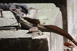 Image of Common Basilisk