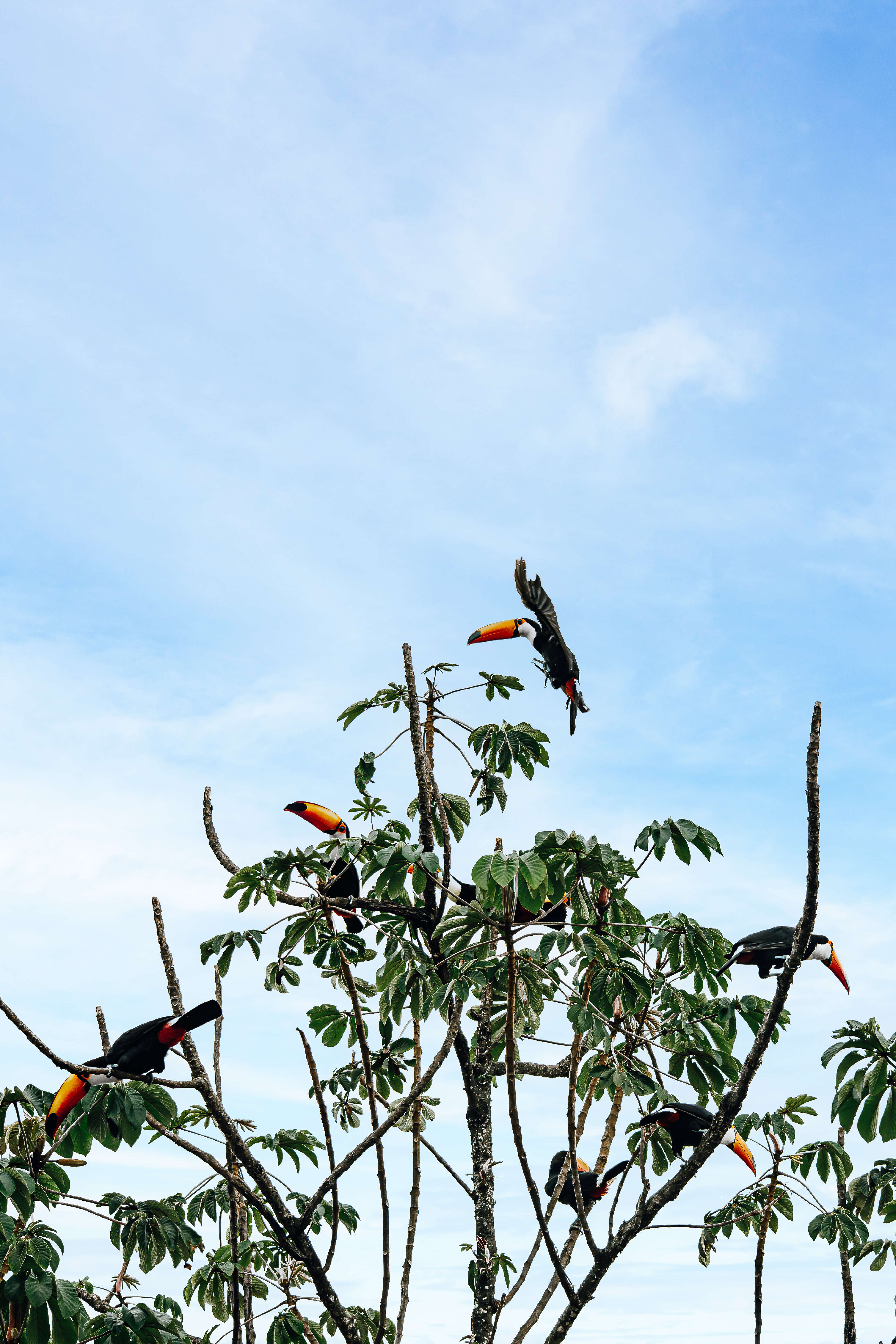 Слика од Ramphastos toco Müller & Pls 1776