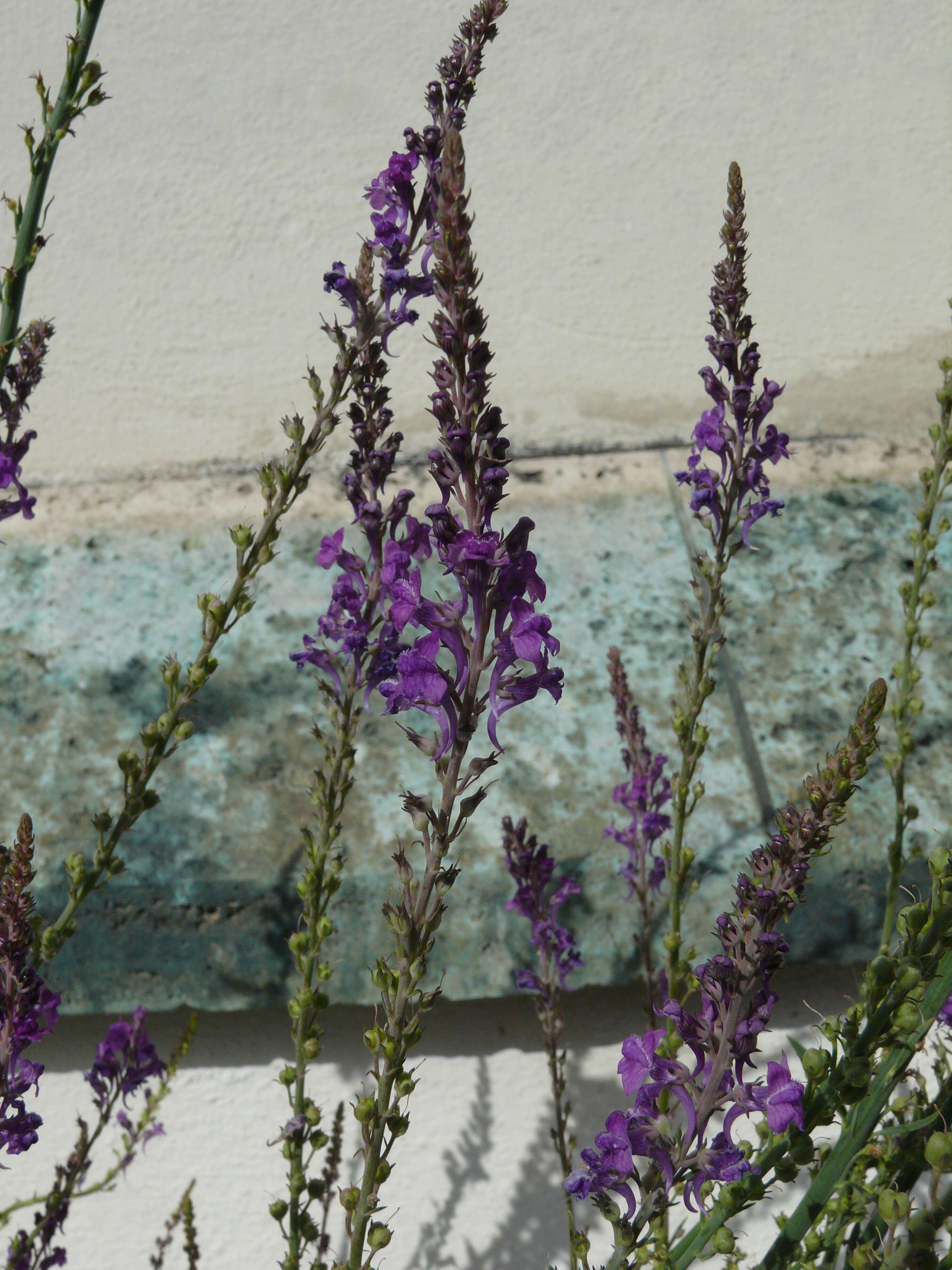 Plancia ëd Linaria purpurea (L.) Mill.