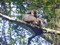 Image of Bennett's Brown Lemur