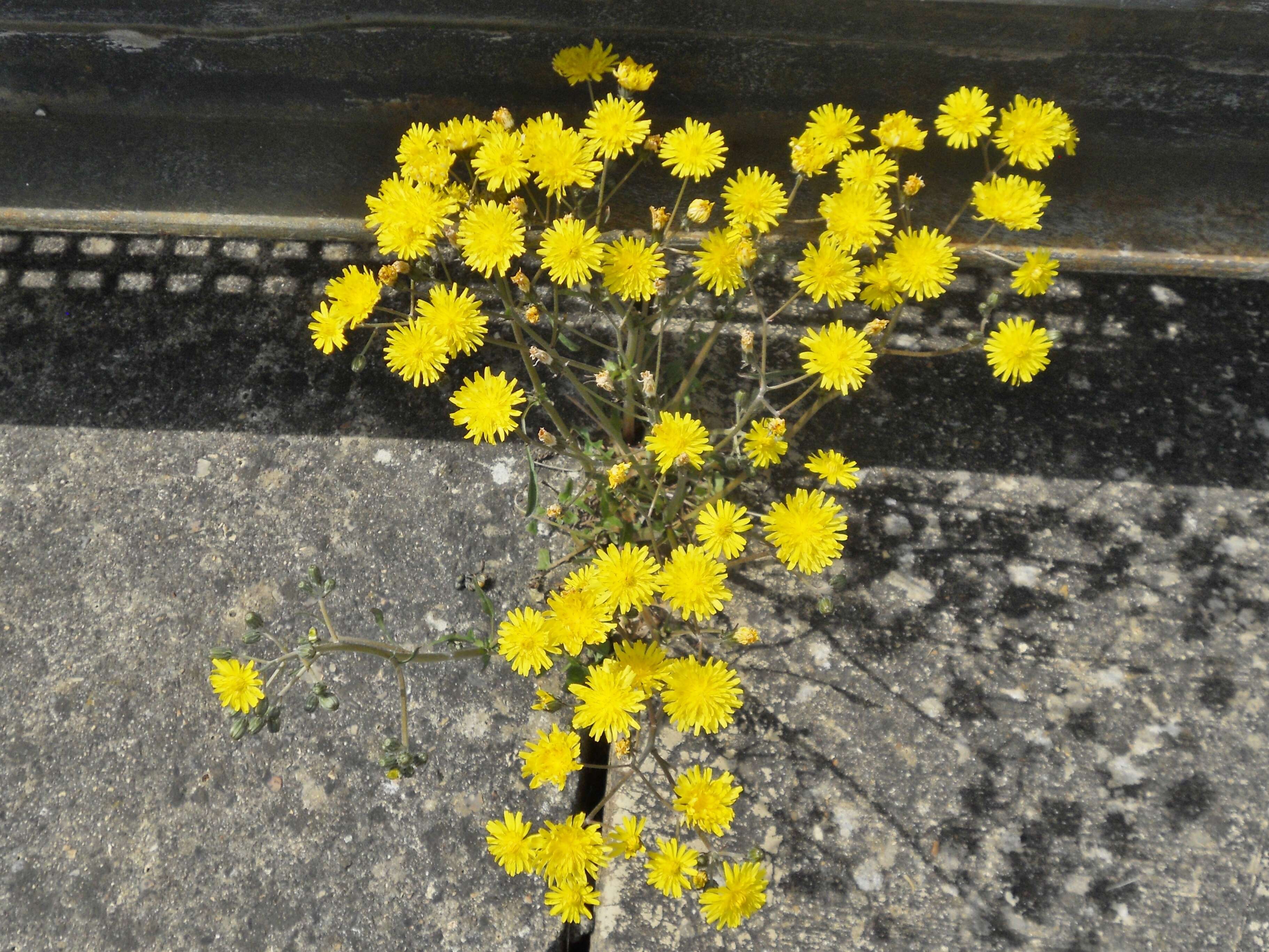 Image of Pilosella caespitosa (Dumort.) P. D. Sell & C. West