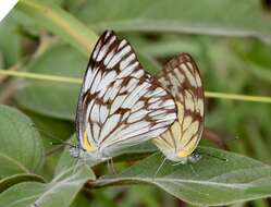 Image of Belenois gidica (Godart (1819))