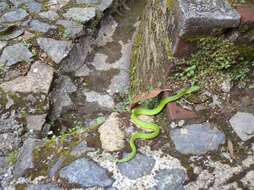 Image of Yellow-blotched Palm Pit Viper