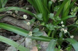 Image of sessile joyweed