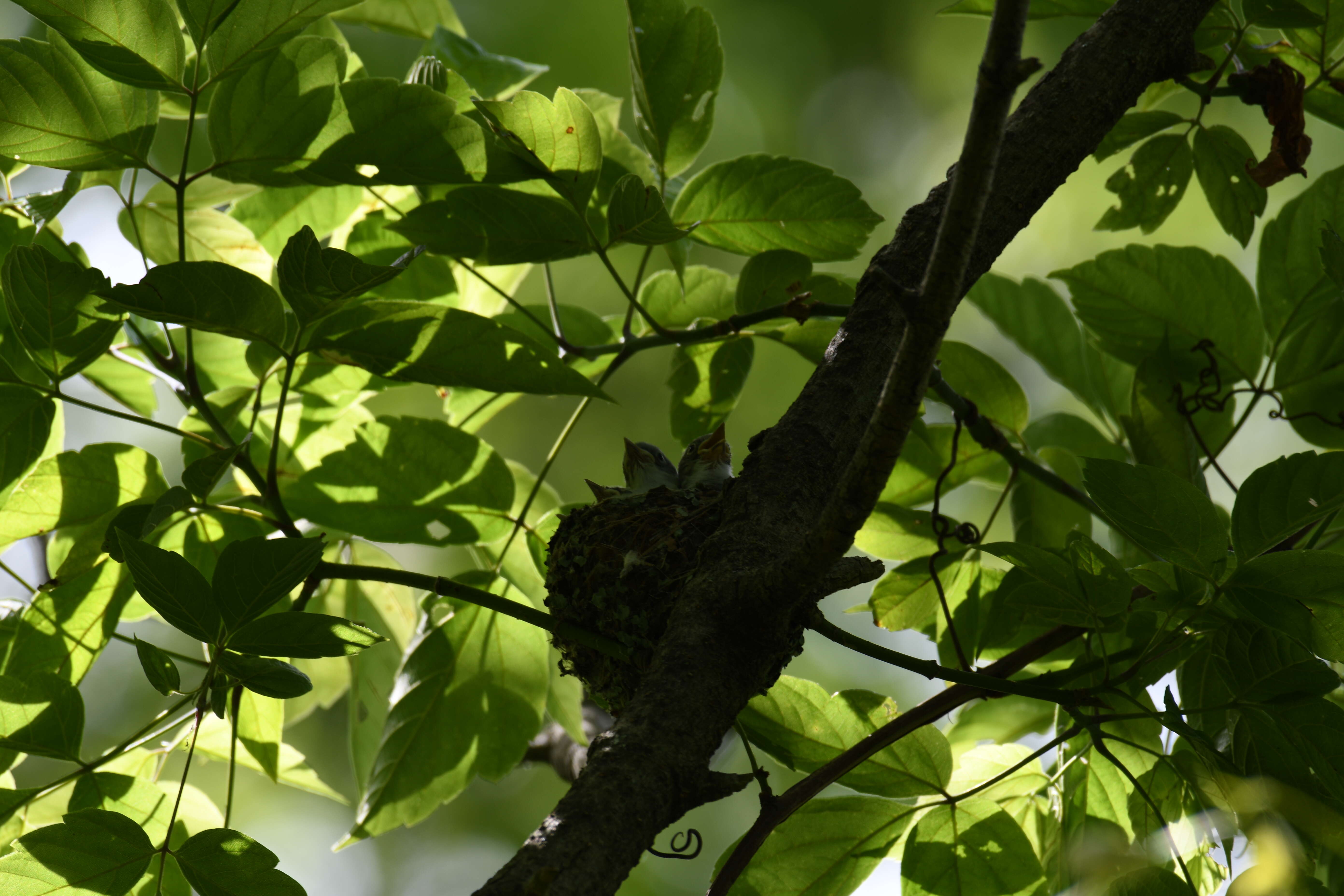 Image of gnatcatchers