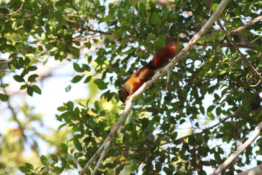 Image of Finlayson’s Squirrel