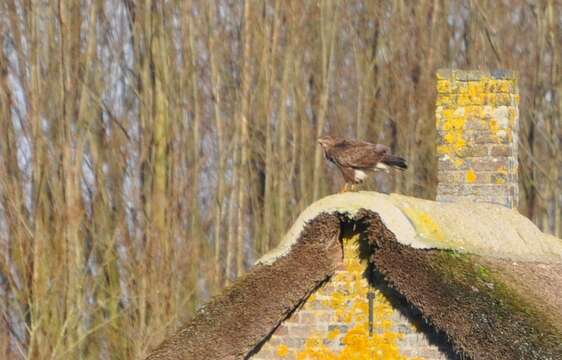 Image of Common Buzzard