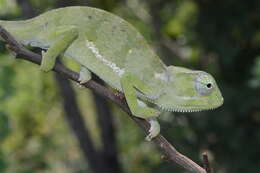 Image of Common African Flap-necked Chameleon