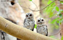 Image of Indian Scops Owl